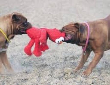 Two dogs fighting over Elmo toy