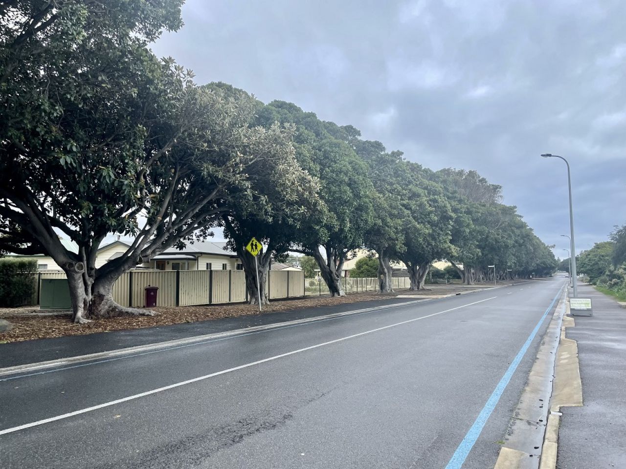 Jetty Road Trees Trimmed
