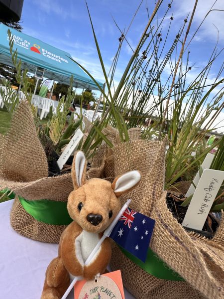 A toy kangaroo and native plants